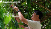 avercasso x Gukeng Guquan Estate|The Daily Bean-Sorting Routine of Three Generations of Farmers, and How AI Became a Turning Point for the Origin