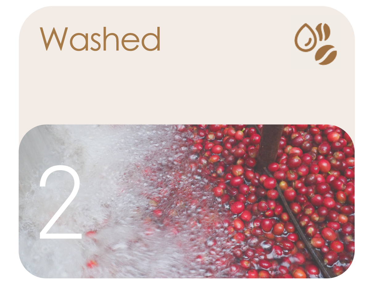 Washed AI model precisely separates silver skin from defects, enhancing sorting accuracy of green coffee beans.