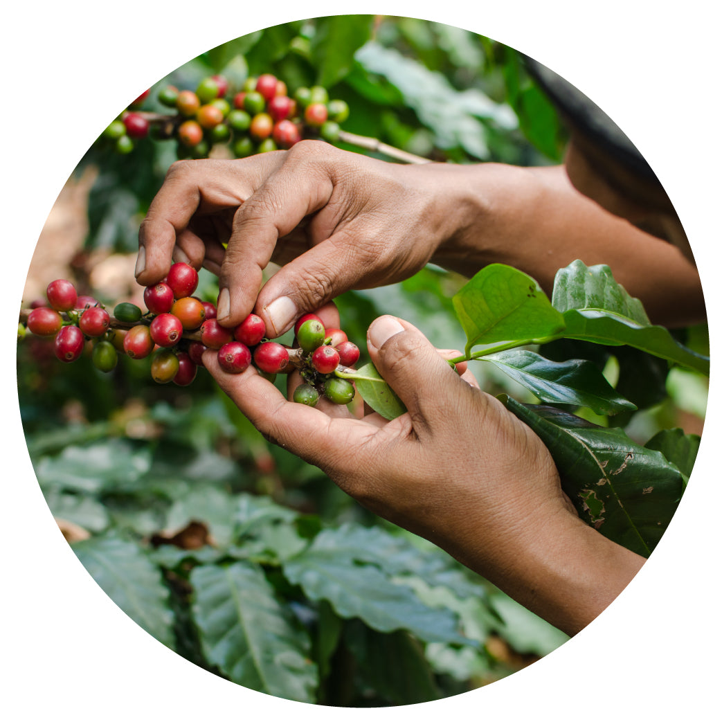 Coffee farmers and cooperative members working together on sorting and processing at origin