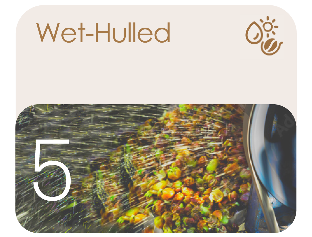 Avercasso’s wet-hulled model detects mold and clumps in moist beans with precision, reducing sorting errors.