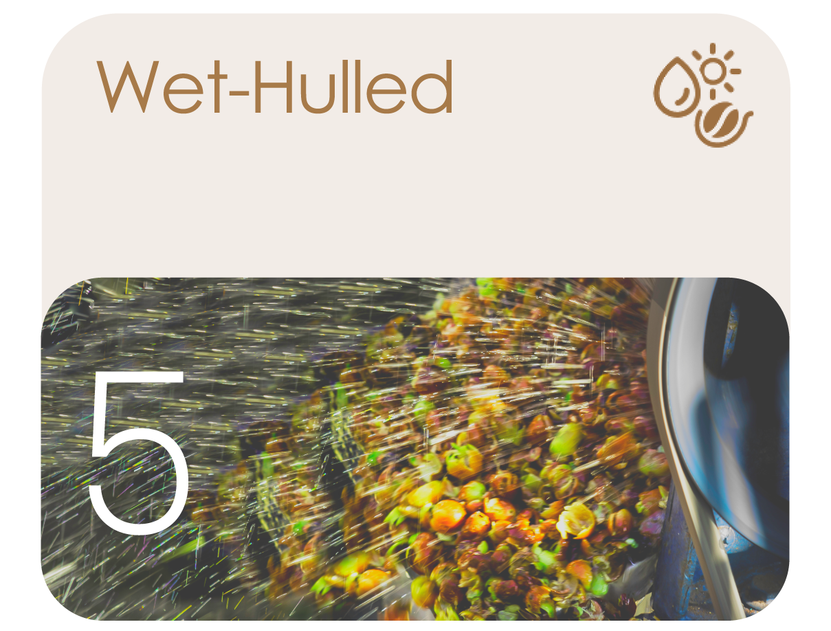 Avercasso’s wet-hulled model detects mold and clumps in moist beans with precision, reducing sorting errors.