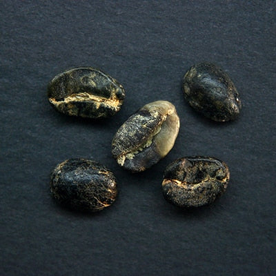 avercasso AI coffee sorter removes black beans, SCA secondary defects, enhancing overall green coffee quality.