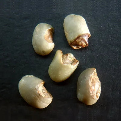 avercasso AI coffee sorter eliminates broken beans, key SCA secondary defects, improving green coffee consistency.