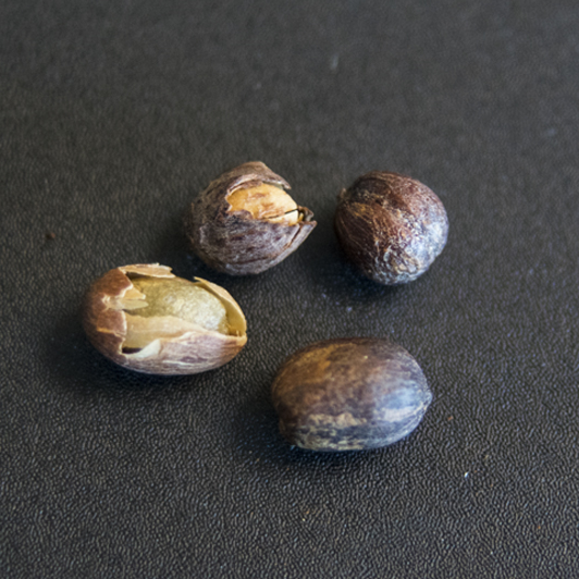 avercasso AI coffee sorter removes dried cherries and pods, key SCA primary defects, ensuring stable green coffee quality.