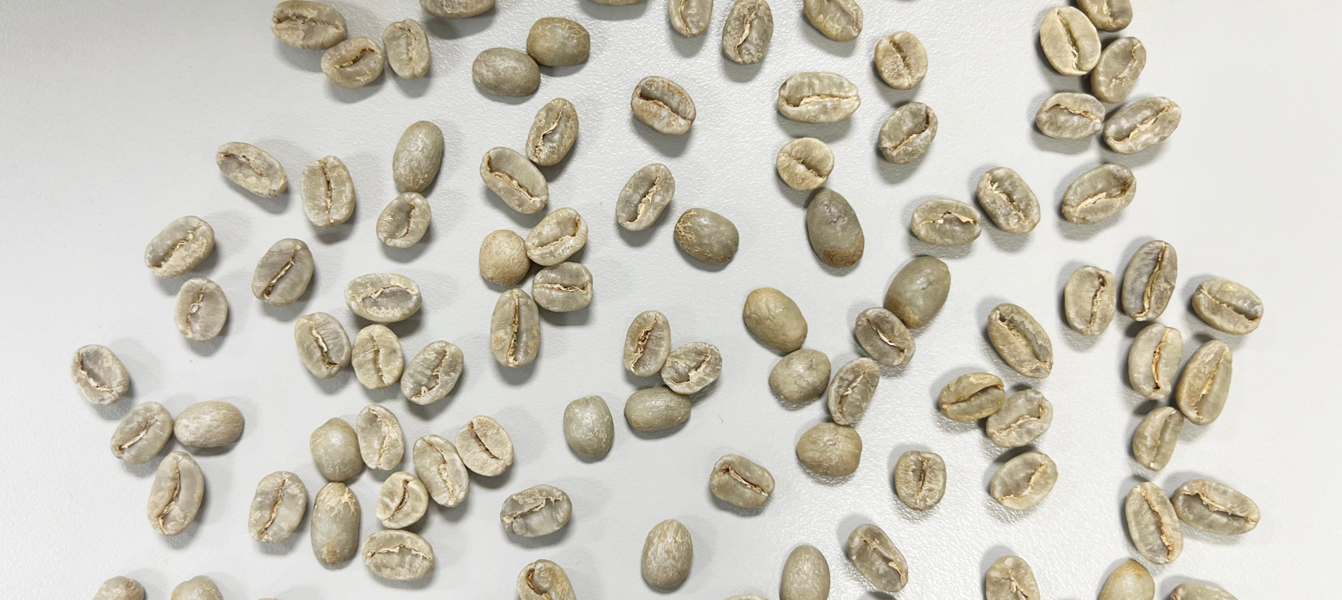 Green beans after avercasso AI sorting, laid on a white table—clean, uniform, and free of defects.