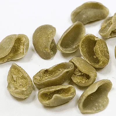 avercasso AI coffee sorter detects and partially removes shell beans, classified as SCA secondary defects.