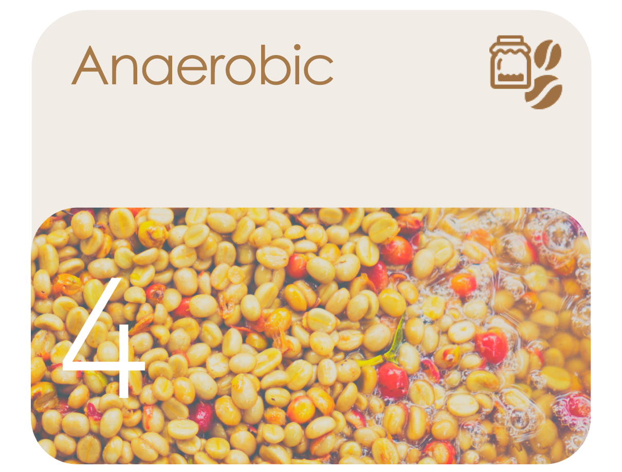 Avercasso’s anaerobic model improves detection of abnormal fermentation signs for precise sorting of diverse green beans.