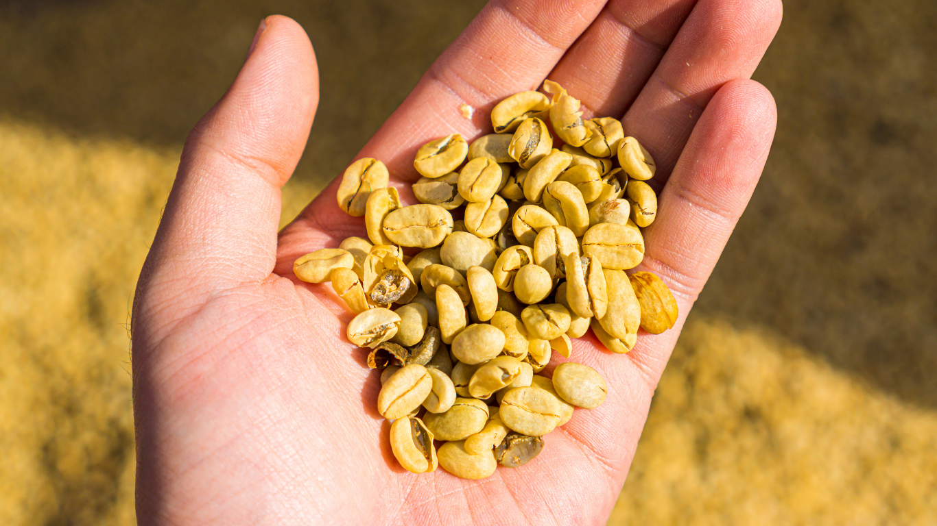 Hands holding green coffee beans, symbolizing avercasso focus on coffee bean sorting