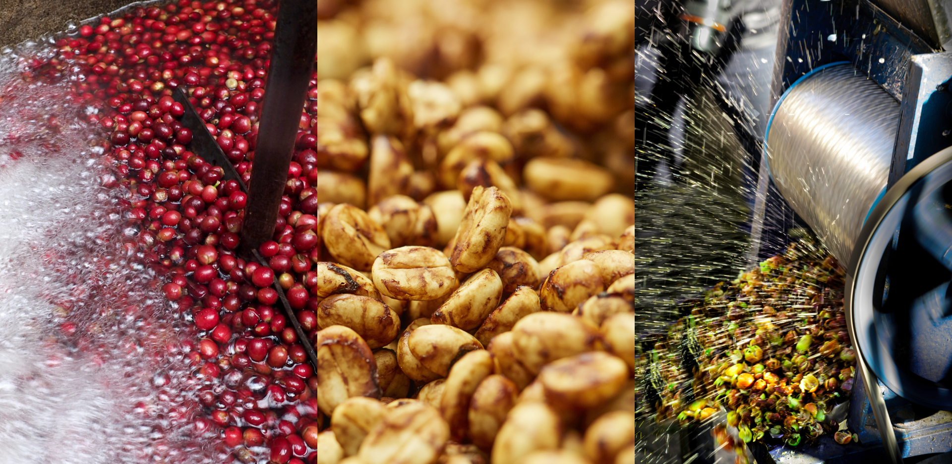 Coffee beans processed by honey, anaerobic, and wet-hulled methods, supported by avercasso’s switchable AI modules