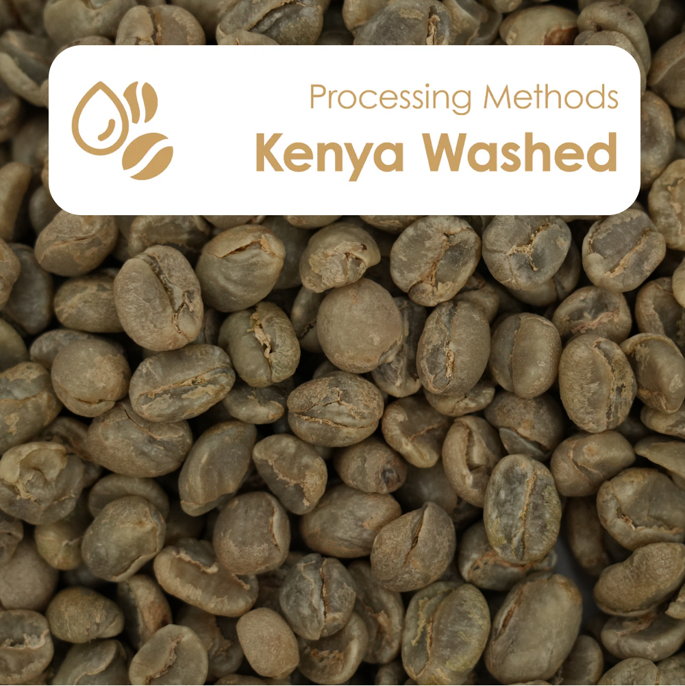 Kenya Washed