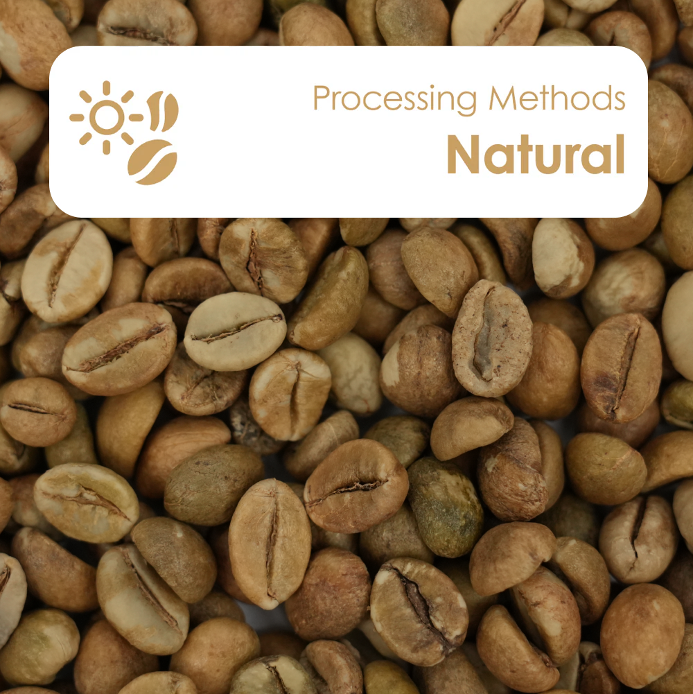 Natural (Robusta) - AI Sorting Module – avercasso | AI Green