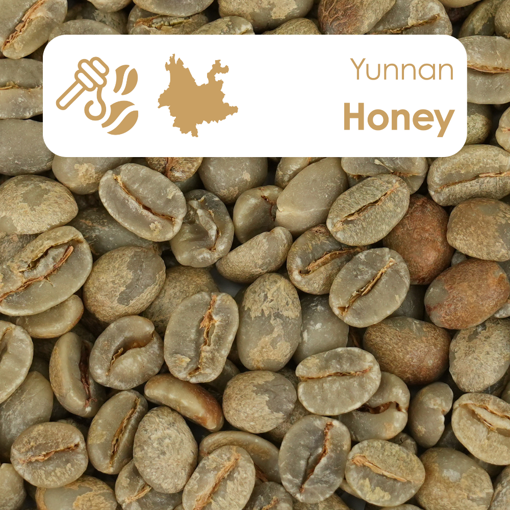Yunnan honey process green coffee beans offering balanced sweetness and smooth texture.