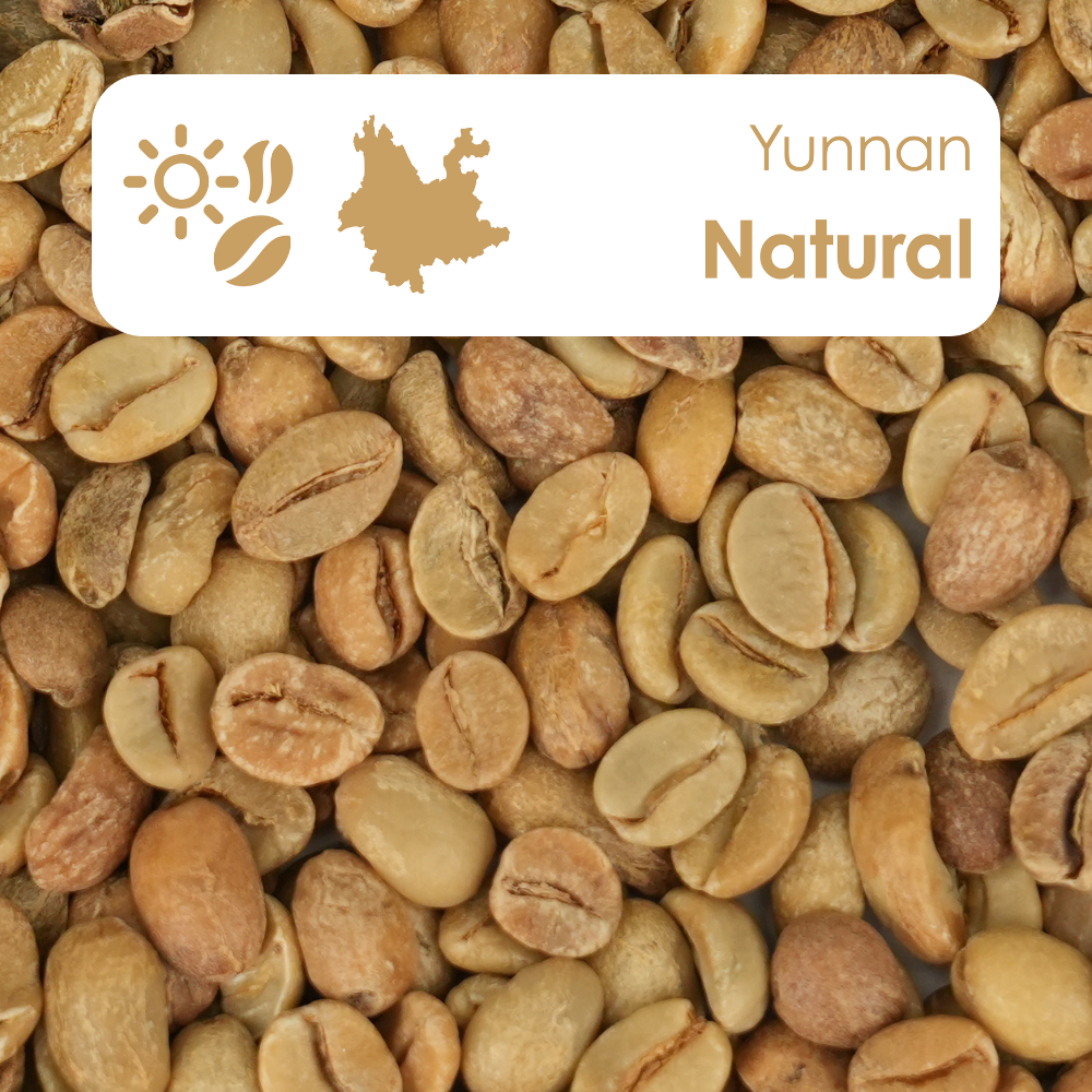Yunnan natural process green coffee beans with rich fruity notes and sun-dried character.
