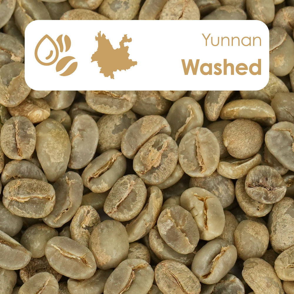 Yunnan washed process green coffee beans showcasing clean flavors and bright acidity.