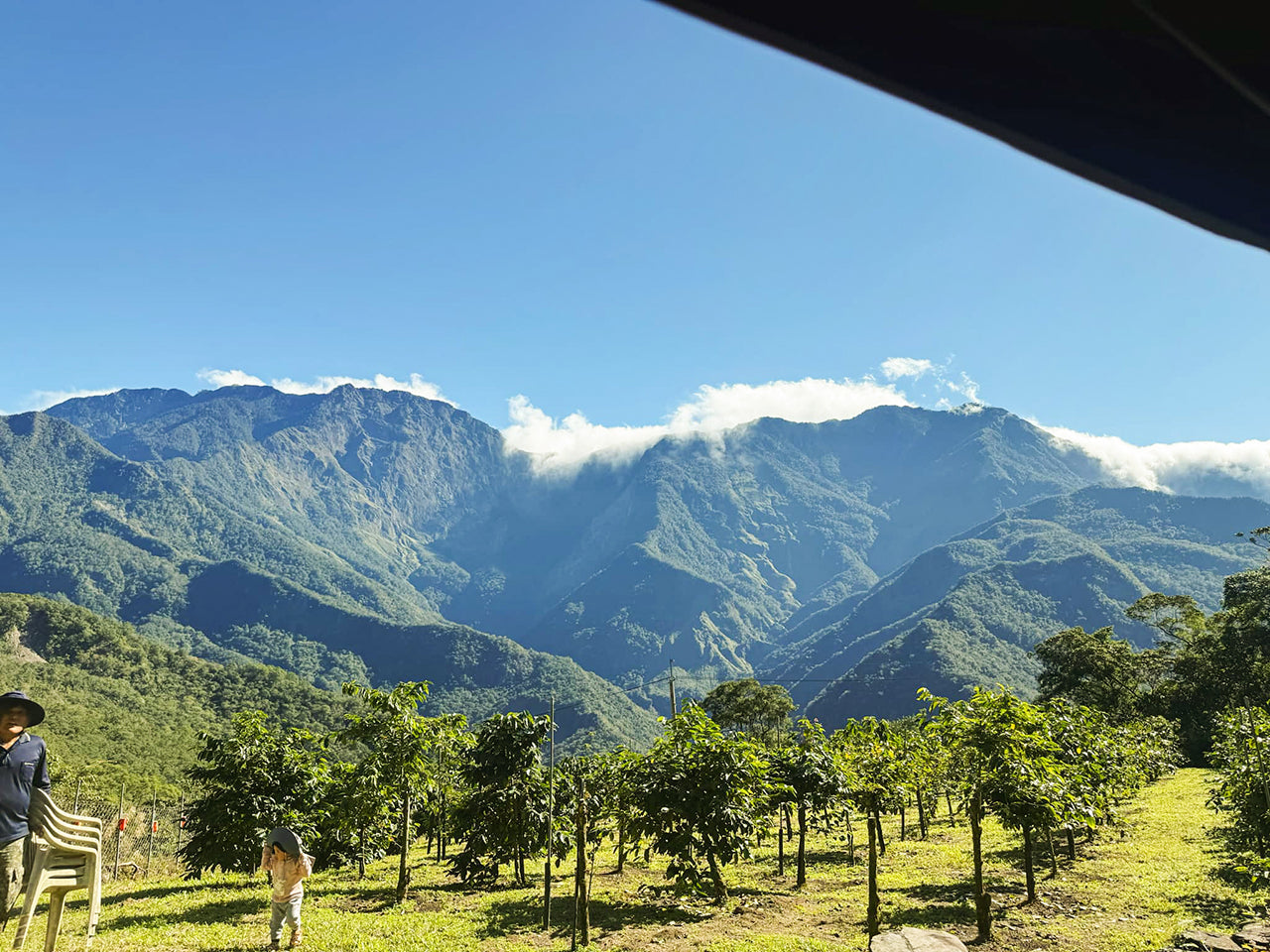A coffee farm in Pingtung’s Taiwu mountains, nestled under lush peaks, showcasing the pure flavors of tribal-grown coffee.