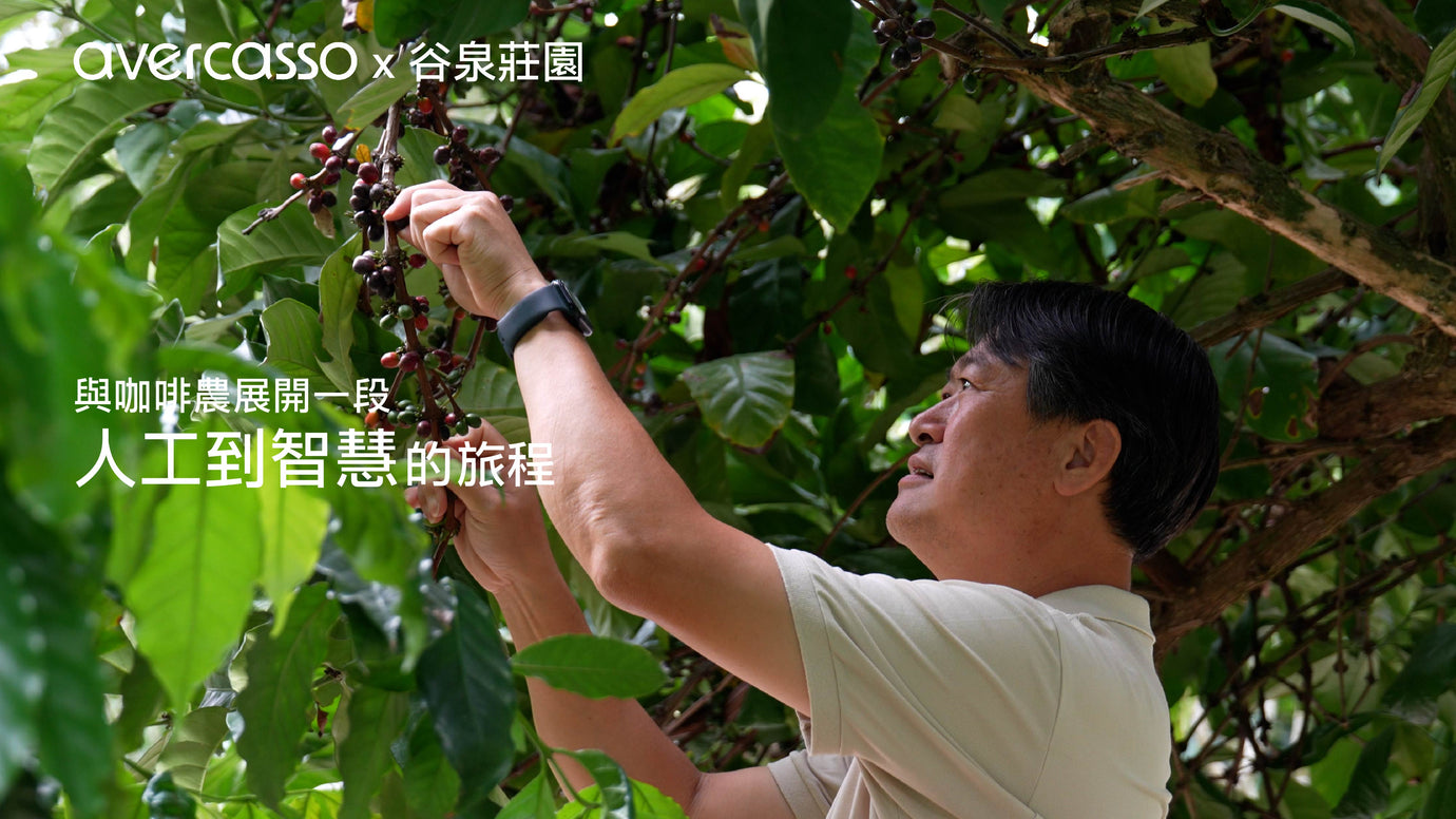 avercasso x Yunlin Gukeng GU-QUAN COFFEE MANOR