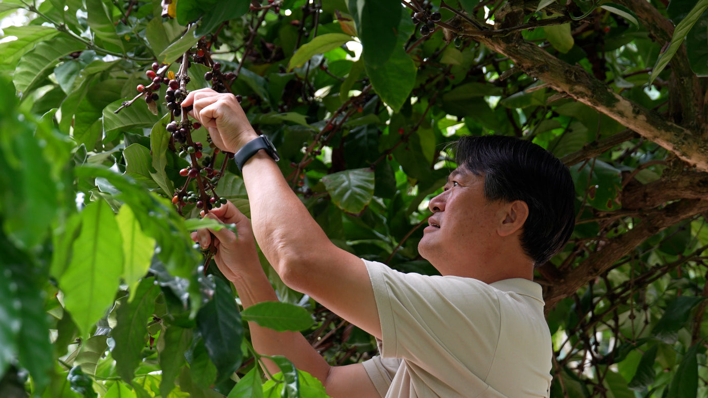 Mr. Liu of Gu-Quan Coffee in Yunlin uses the avercasso green bean sorter to automate sorting and save manual labor.