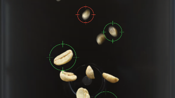 Inside view of avercasso coffee sorter sorting green beans, keeping premium beans and removing defects