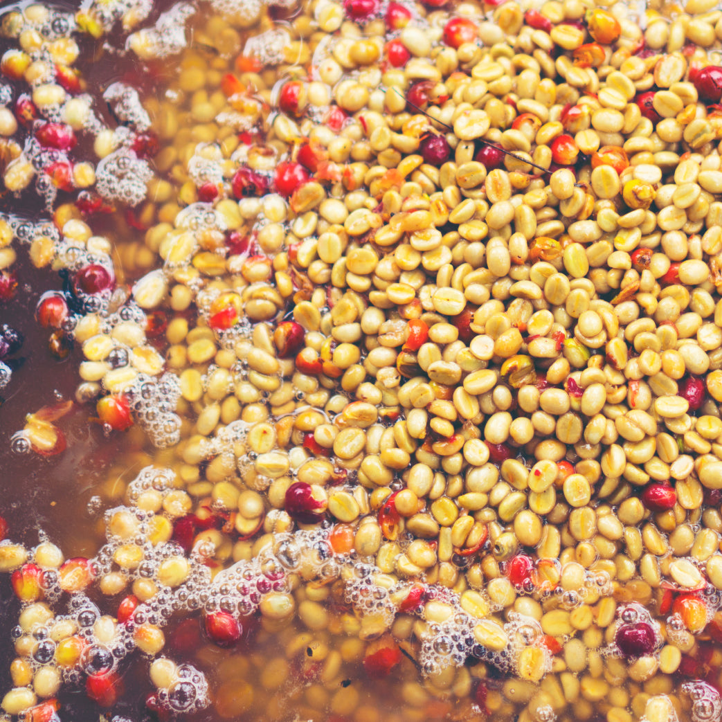 Green coffee beans from natural, washed, honey, and anaerobic processes—recognized by avercasso’s modular AI system