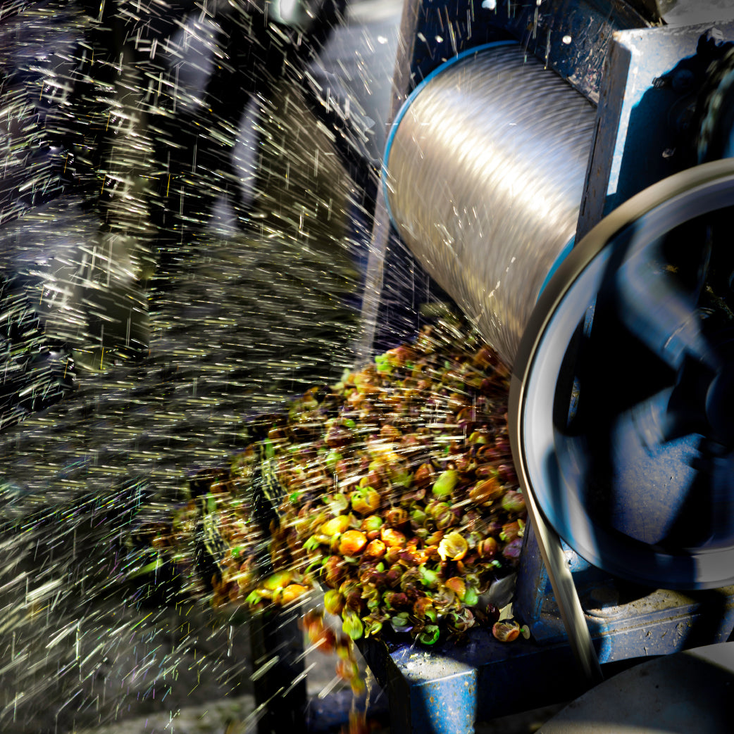 ウェットハル - AI 選別モジュール – avercasso | AI Green Coffee