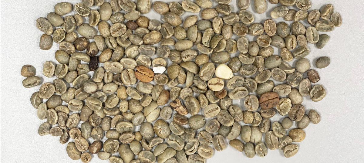 avercasso AI removes defects and stones from green beans, ensuring clean, flavor-consistent coffee every time.